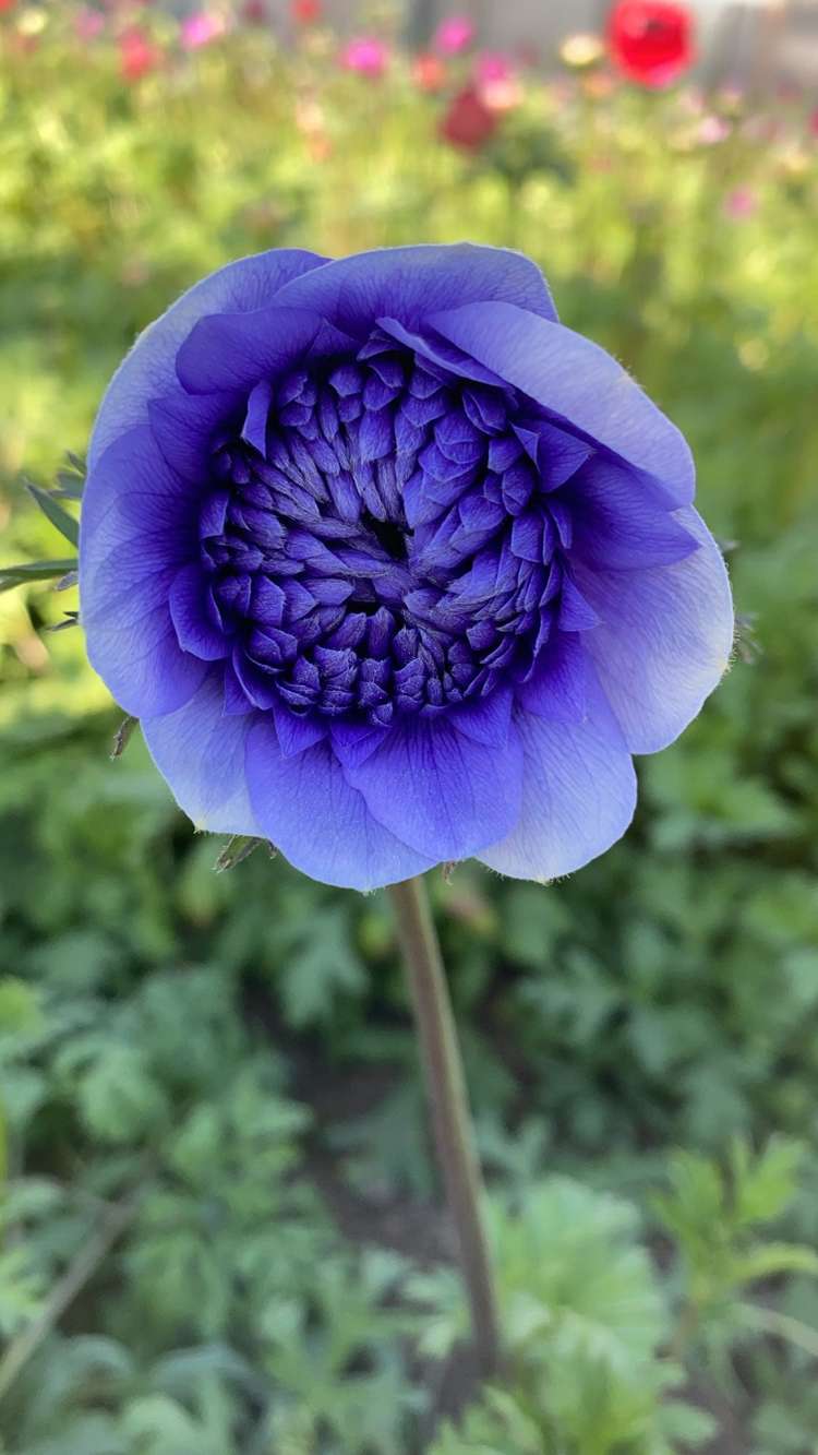 Anemone 'Fullstar Blue'